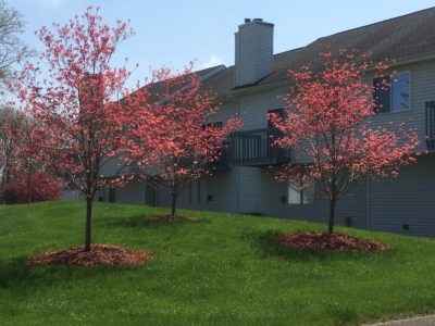 Pretty Dogwoods in Bloom